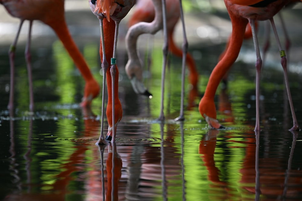 a group of flamingos are standing in the water