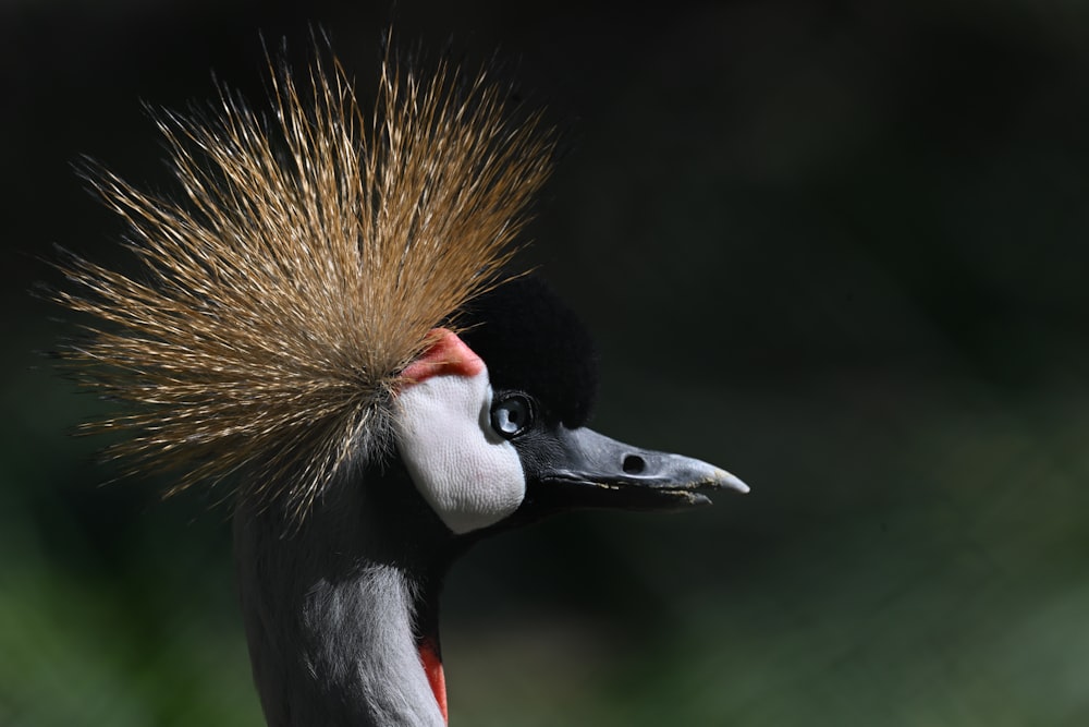 a close up of a bird with a mohawk on it's head