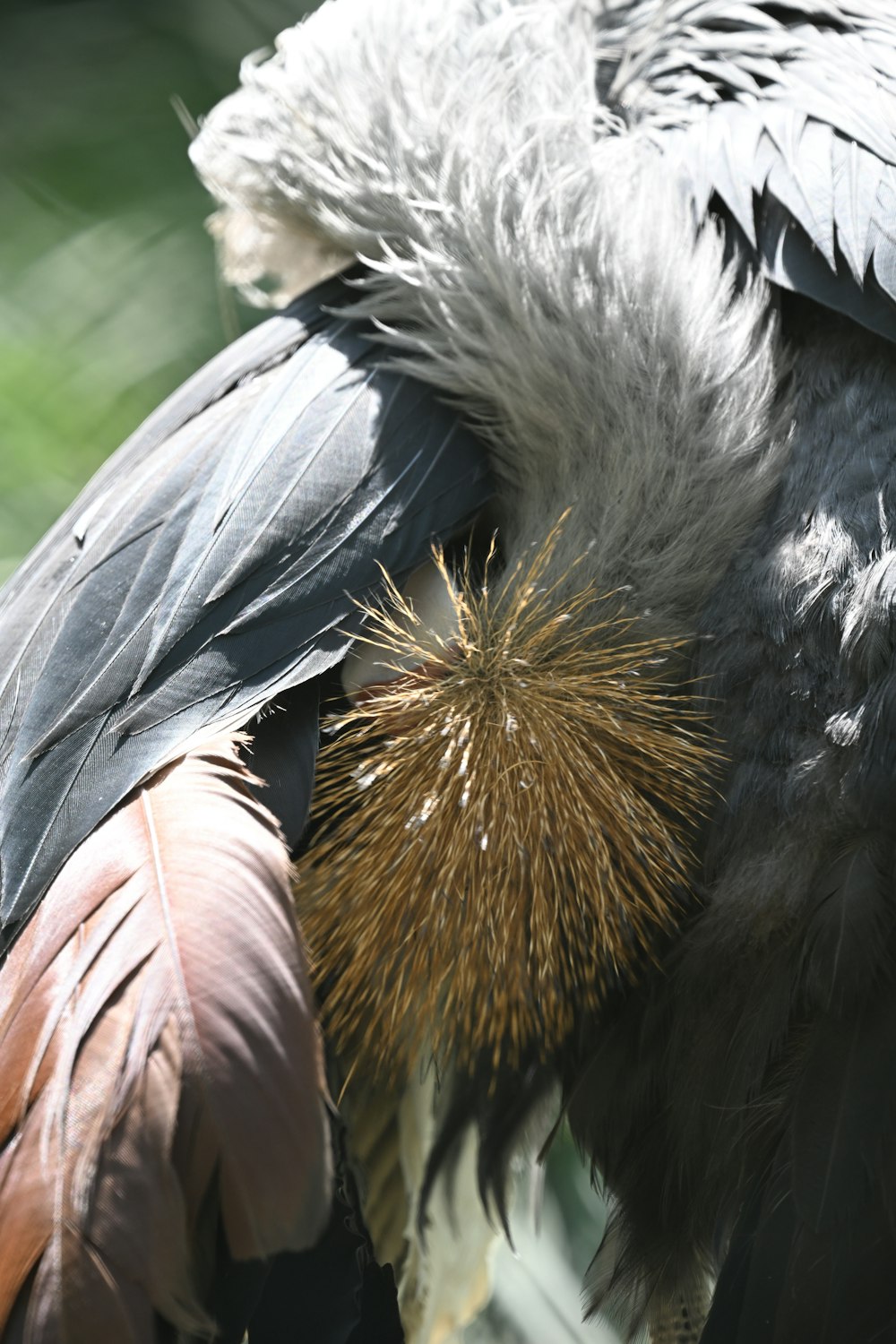 a close up of a bird with feathers on it's back