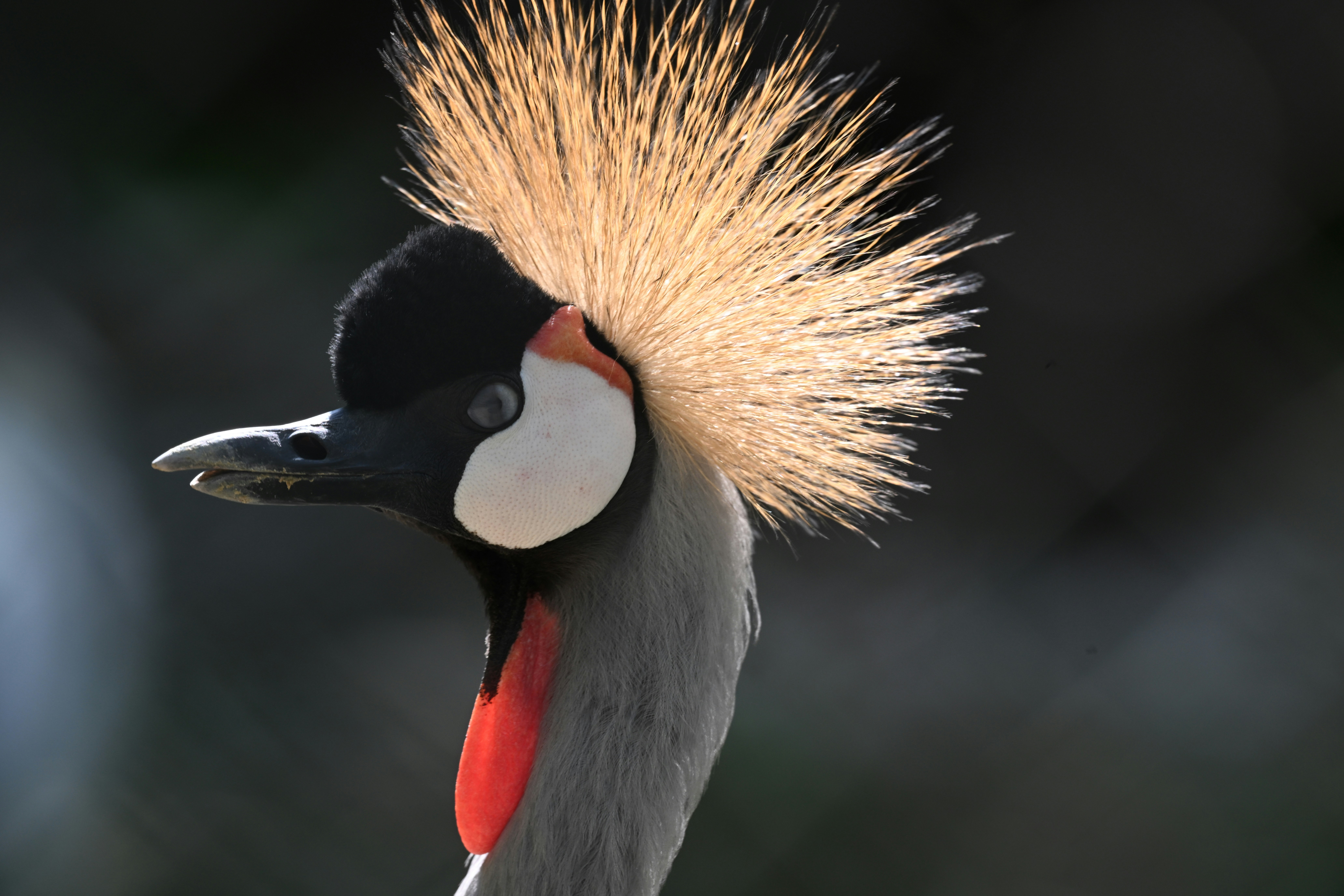 a close up of a bird with a mohawk on it's head