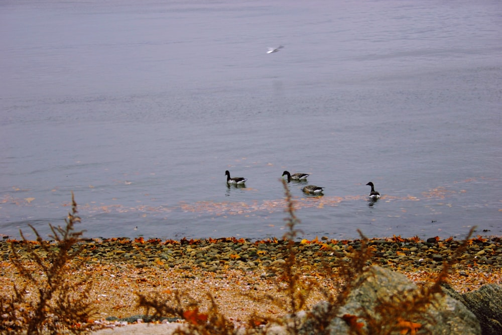 a group of ducks floating on top of a body of water