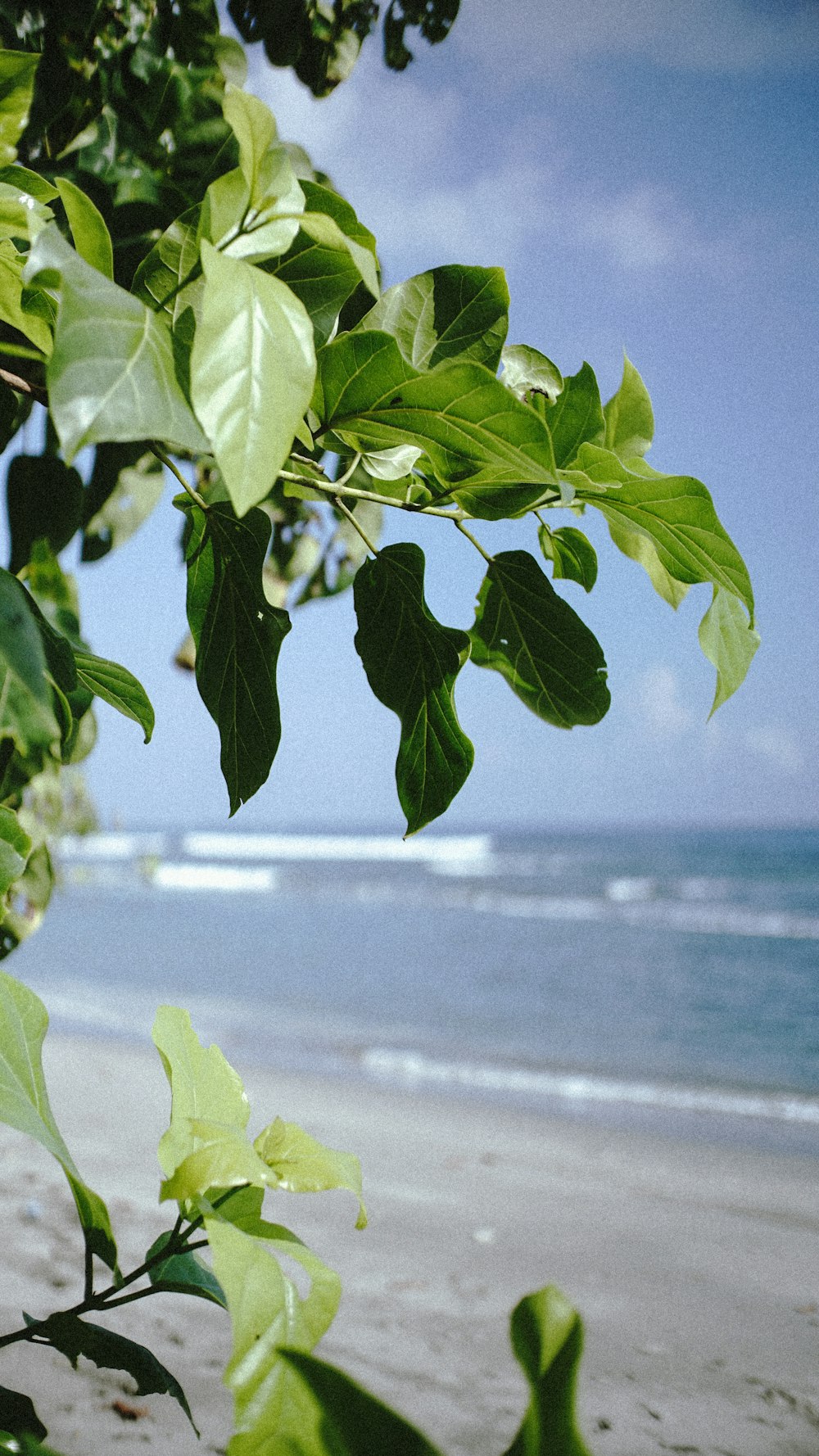 a view of a beach through a leafy tree