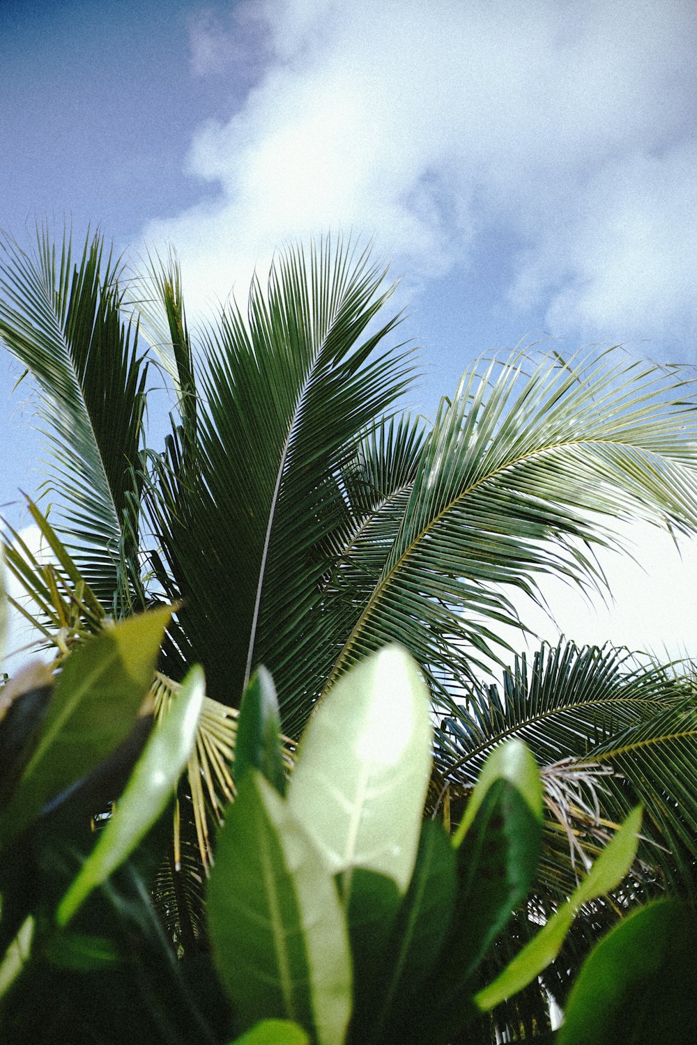 a palm tree with a blue sky in the background