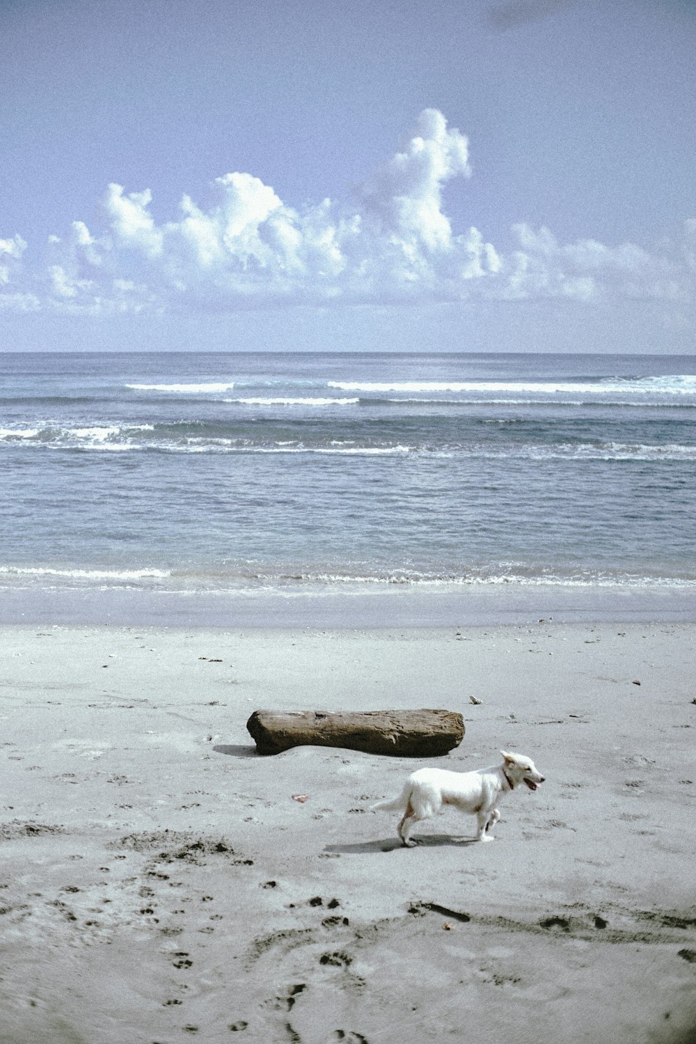 a dog walking on a beach next to a log