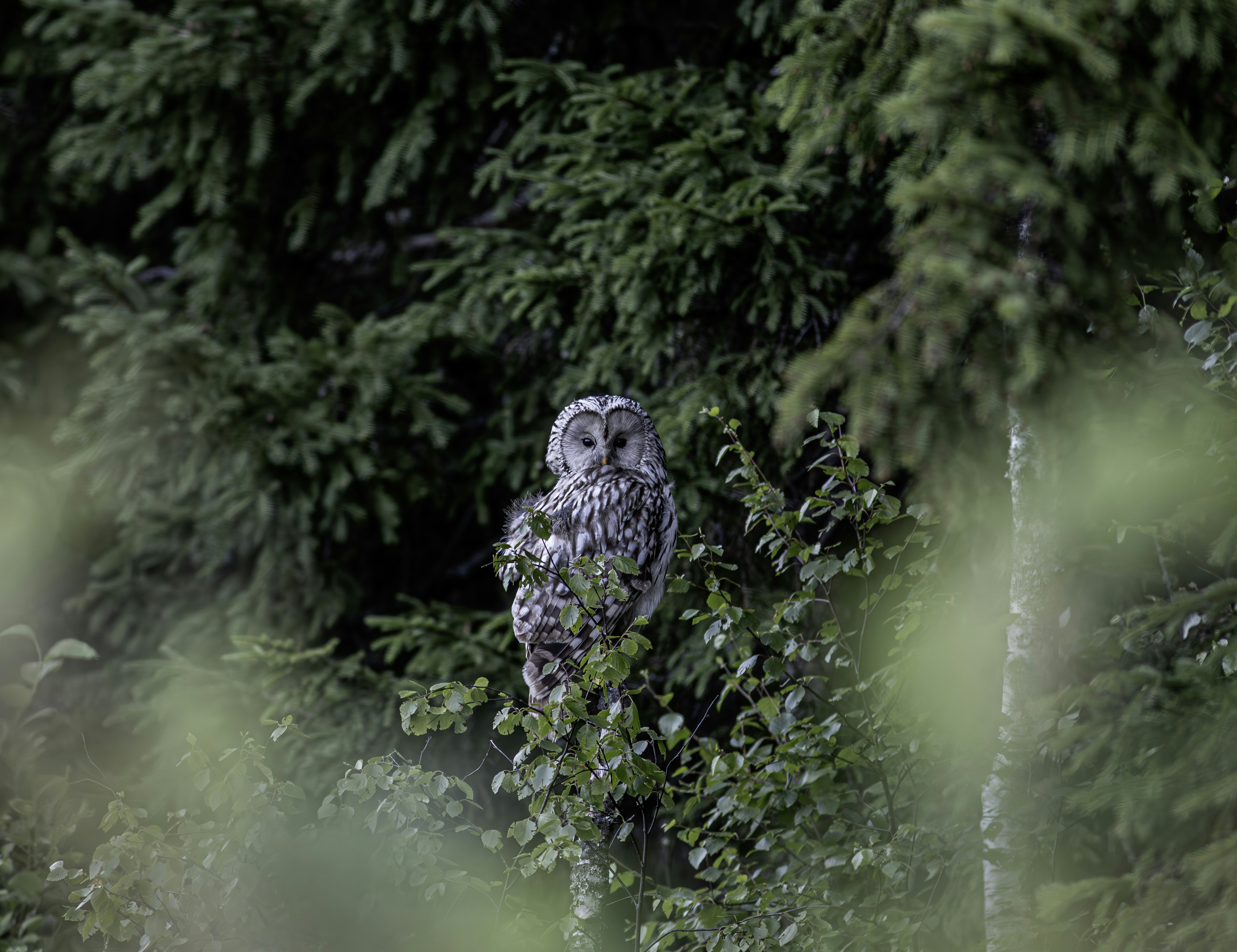 Photo by erik_karits