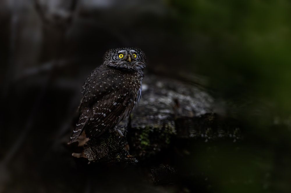 a small owl sitting on top of a tree branch