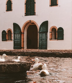 A rustic farm building with ducks roaming freely nearby, capturing the authentic farm experience.