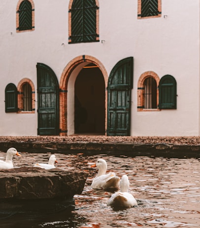 A rustic farm building with ducks roaming freely nearby, capturing the authentic farm experience.
