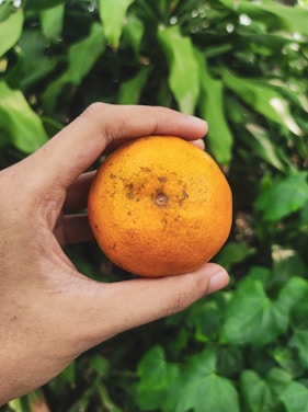 A hand is holding an orange with a textured skin, set against a backdrop of lush green leaves.