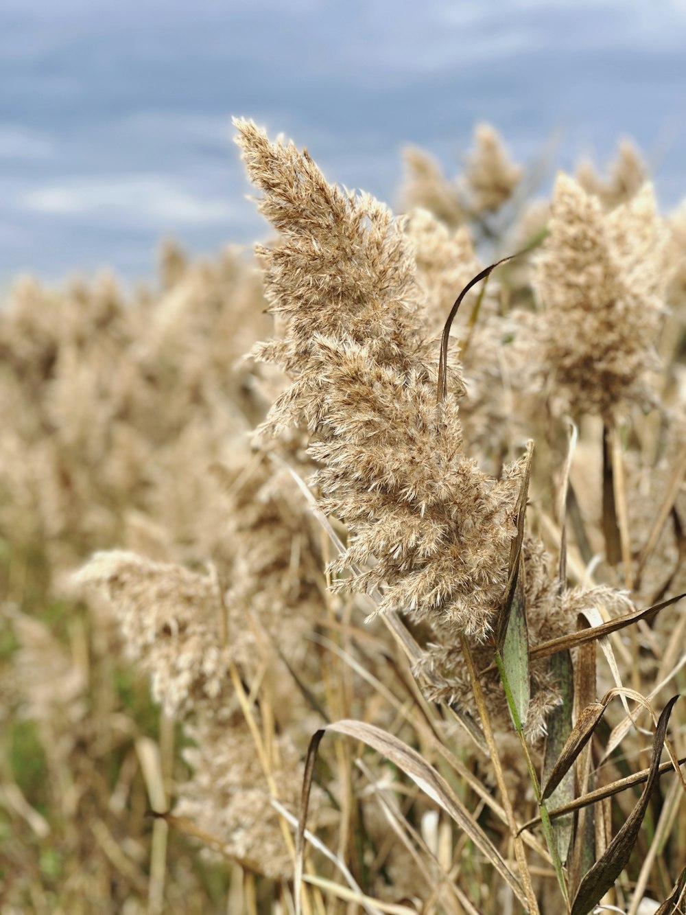 a field of tall grass with a blue sky in the background