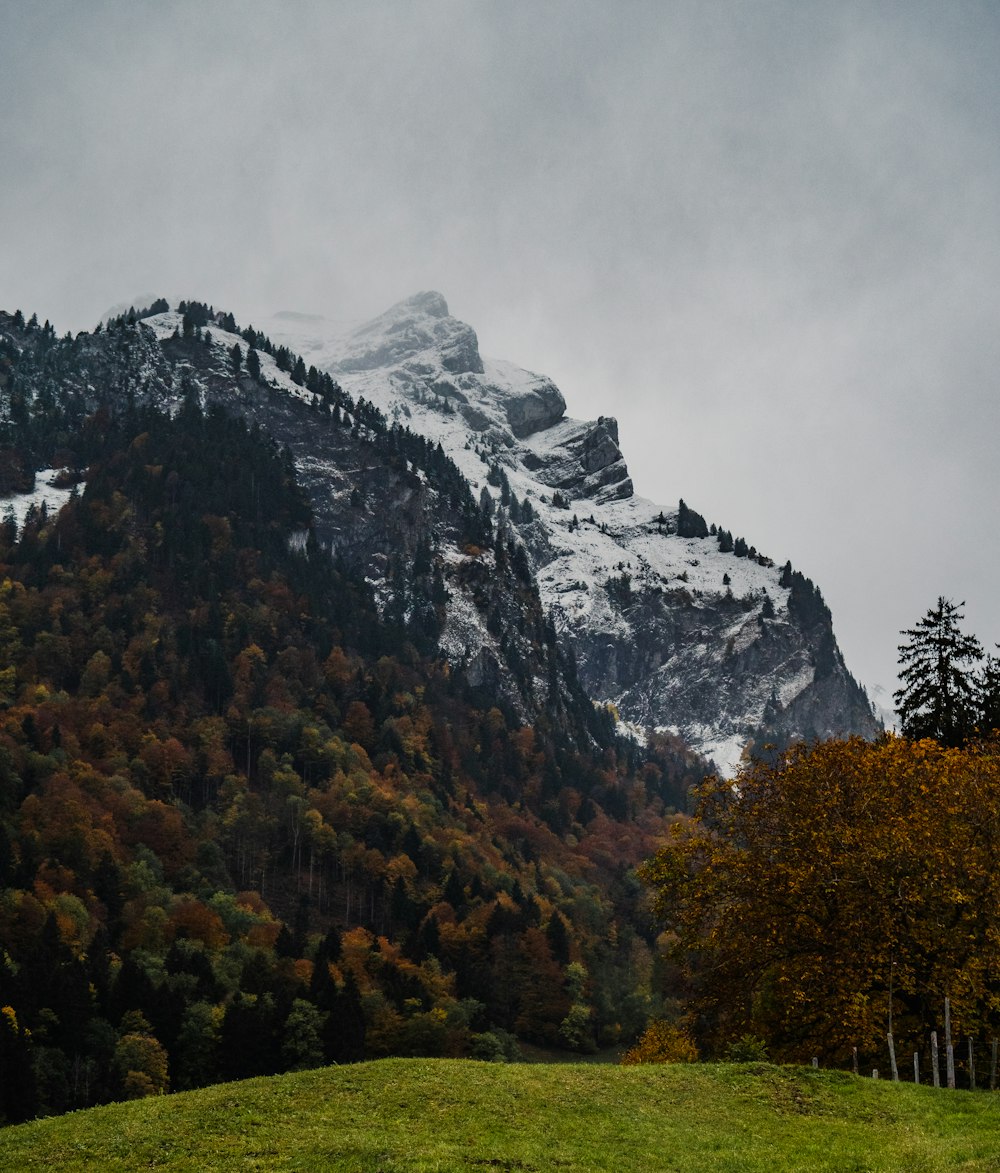 a mountain covered in snow and surrounded by trees