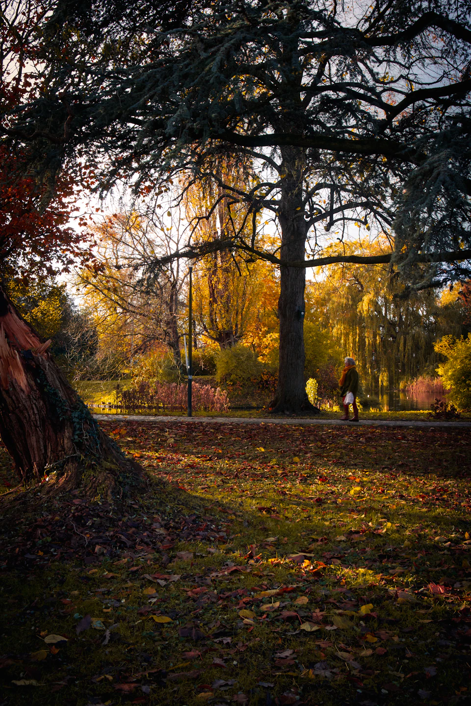 Person walks along forest path amidst vibrant autumn foliage and fallen leaves