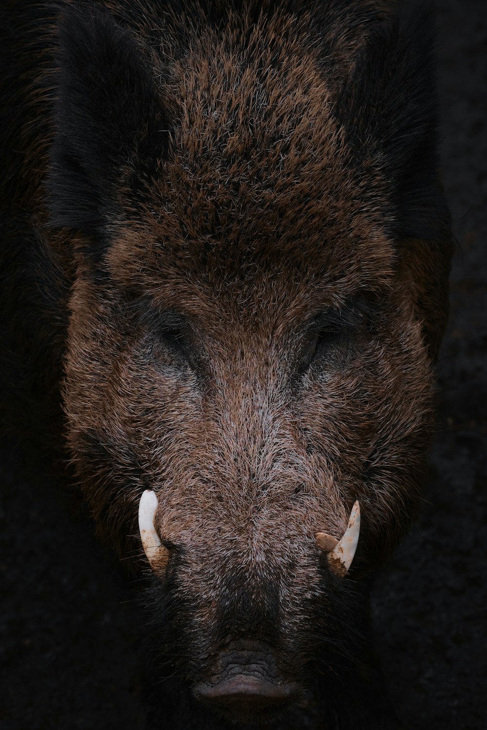 a close up of a boar's head with horns