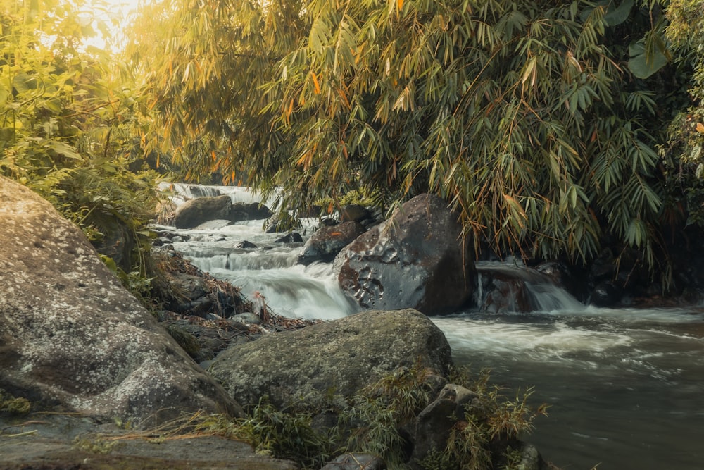 a stream running through a lush green forest