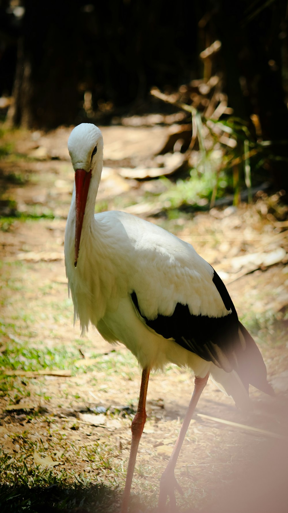 un gran pájaro blanco y negro con un pico largo