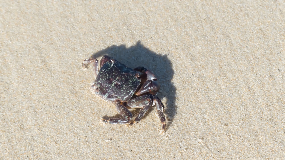 a small crab sitting on top of a sandy beach