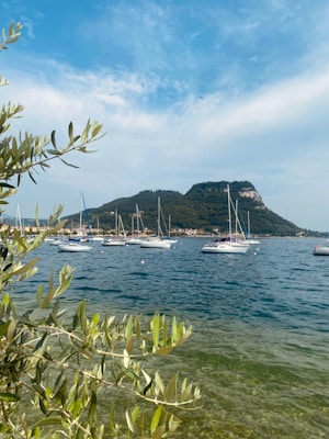 An array of sailboats is anchored on a calm, blue body of water. In the foreground, leafy olive branches extend into view against the backdrop of a lush, green shoreline. A hill with dense vegetation rises prominently in the distance under a partly cloudy blue sky.