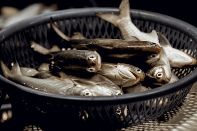 A group of fresh fish lie in a round plastic basket, with their scales glistening under a light. The fish are uniformly arranged, their eyes wide open and mouths slightly agape. The basket has a wicker-like pattern and sits on a wooden surface.