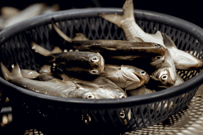 A basket of whole live sturgeon ready for transport from the farm.
