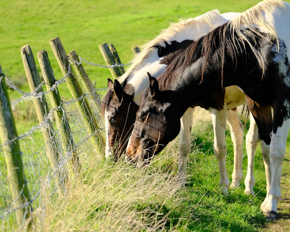 a brown and white horse standing next to a fence