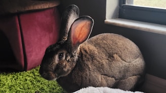 a rabbit is sitting in front of a window