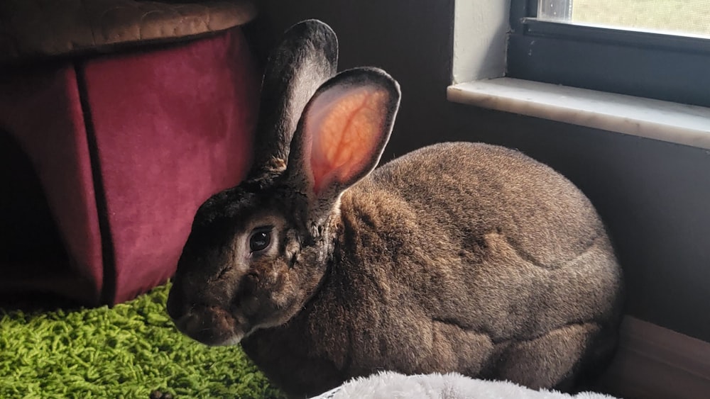 Un conejo está sentado frente a una ventana