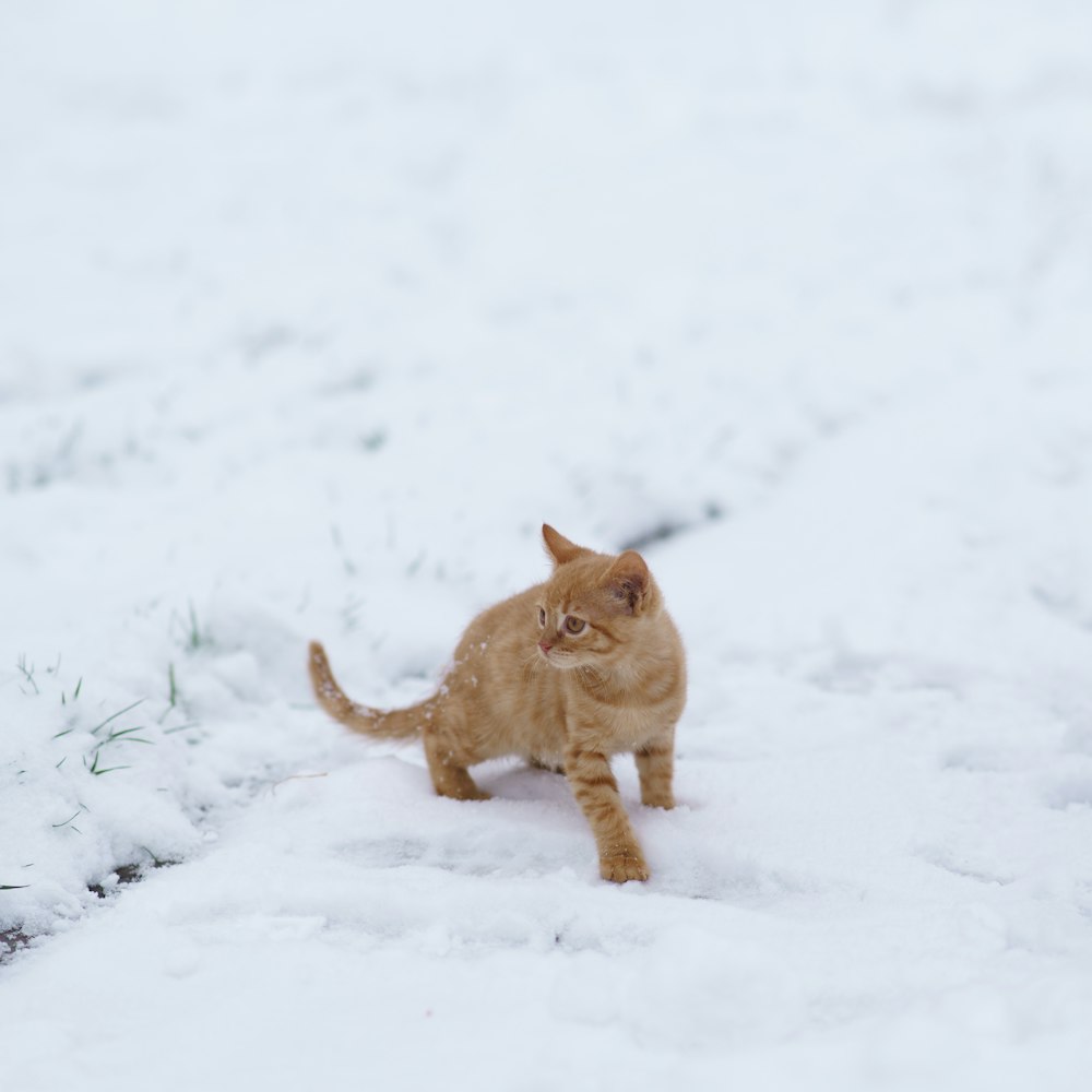 a small orange cat walking through the snow
