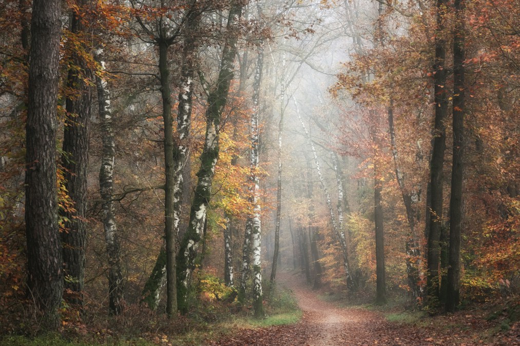 Allée forestière aux couleurs d'automne dans la brume du matin, paysage de balade comme en Wallonie pendant la saison de chasse 2026