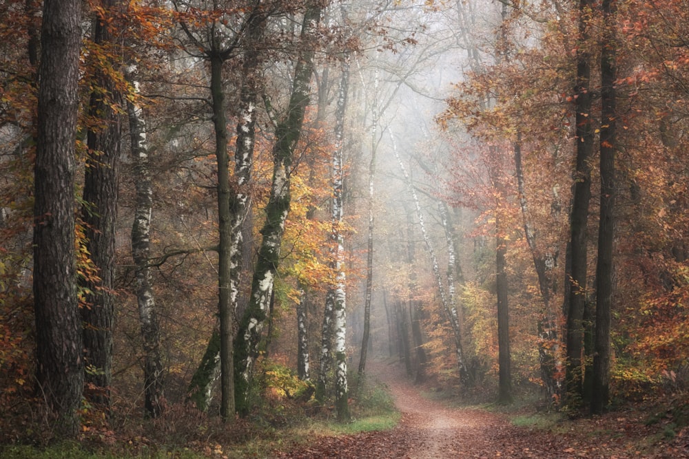 a dirt road in the middle of a forest