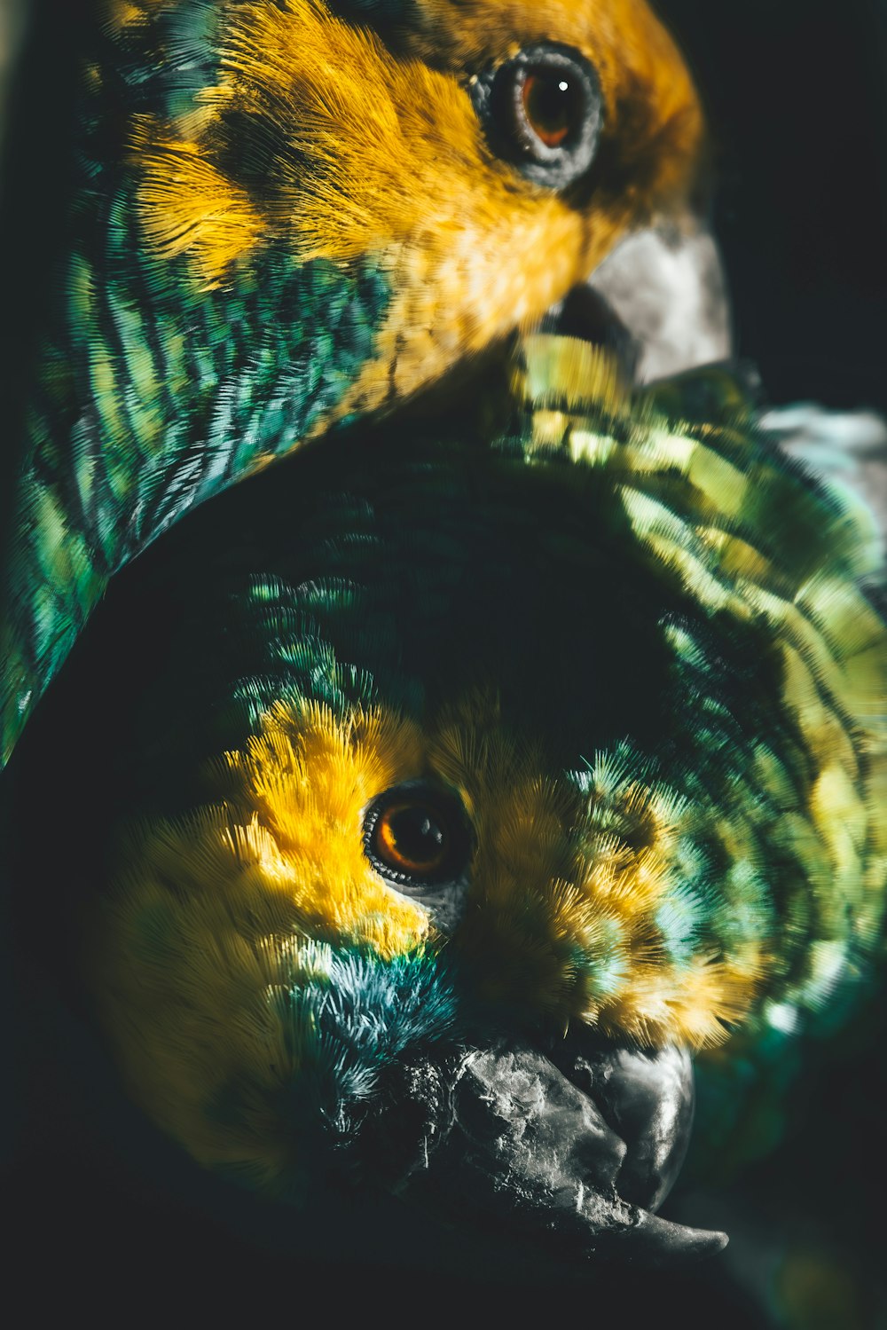 a close up of a bird with yellow and green feathers