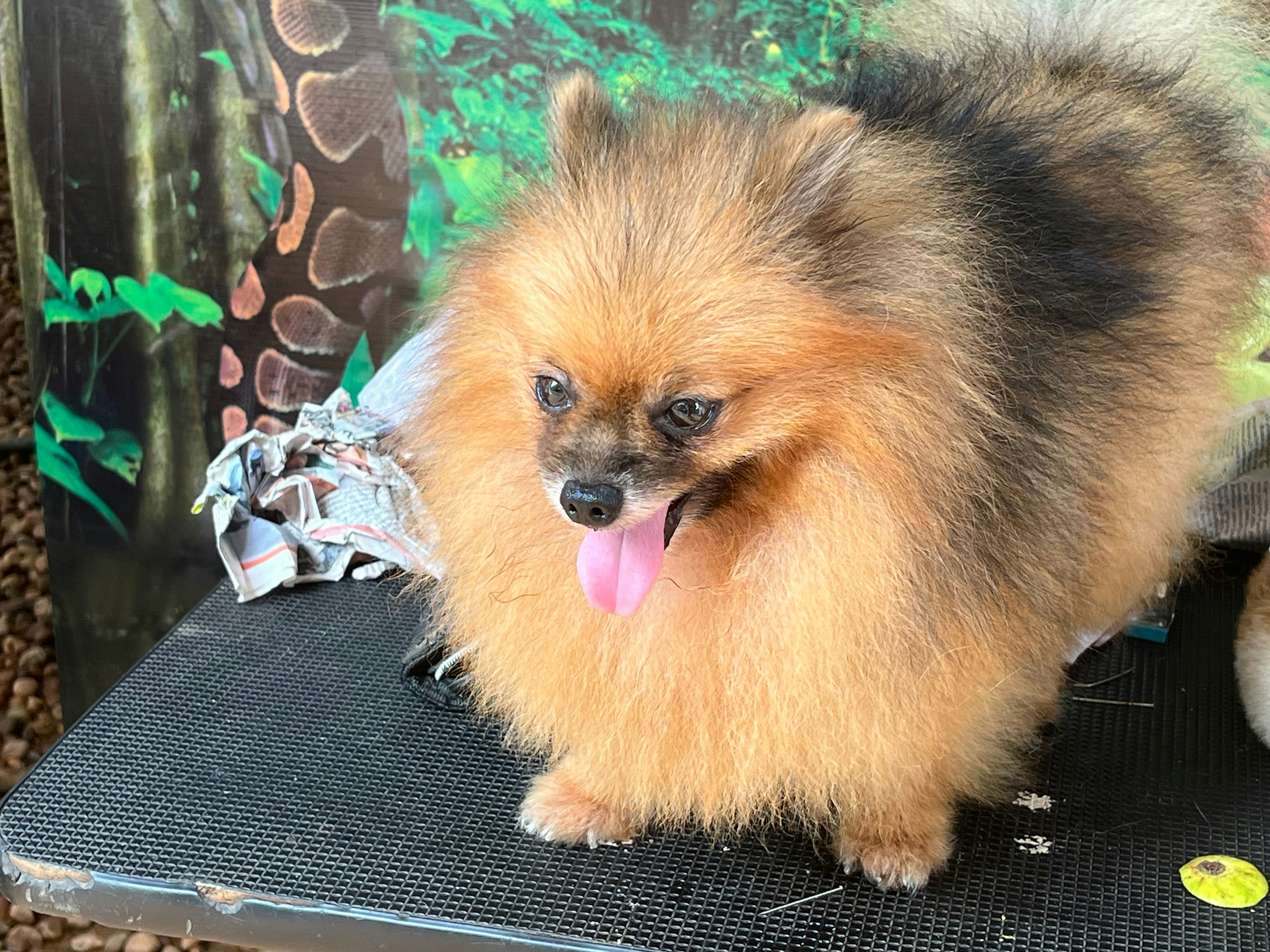 Monkey's Art: Unique Canine Creations