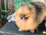 A fluffy, brown and black Pomeranian dog with a playful expression and tongue out is standing on a black surface. The background showcases a green, jungle-like mural, with leafy and vine details, and some torn paper is visible beside the dog.