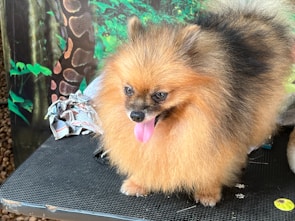 A fluffy, brown and black Pomeranian dog with a playful expression and tongue out is standing on a black surface. The background showcases a green, jungle-like mural, with leafy and vine details, and some torn paper is visible beside the dog.