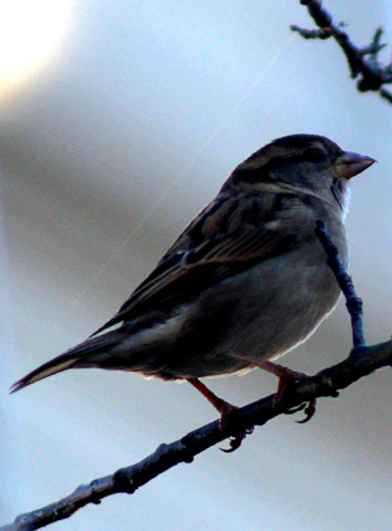 A serene grey bird perched on a branch at dawn, symbolizing hope and new beginnings.