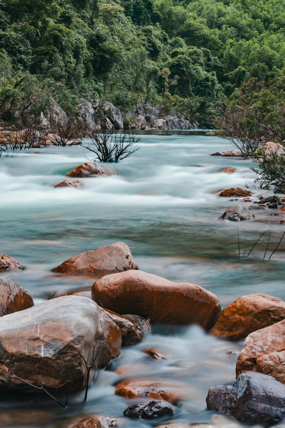 a river running through a lush green forest