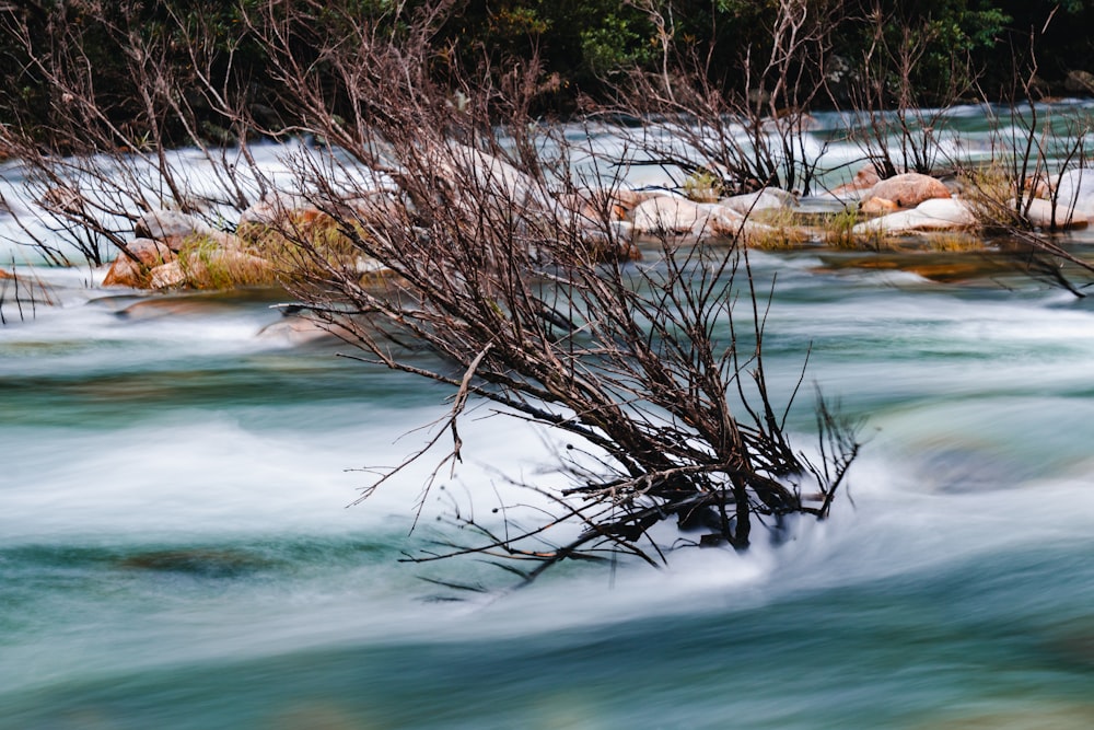 une rivière qui contient des rochers