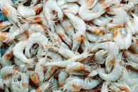 Photo of premium Penaeus vannamei shrimp packed and ready for export.