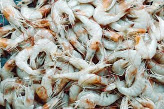Photo of premium Penaeus vannamei shrimp packed and ready for export.