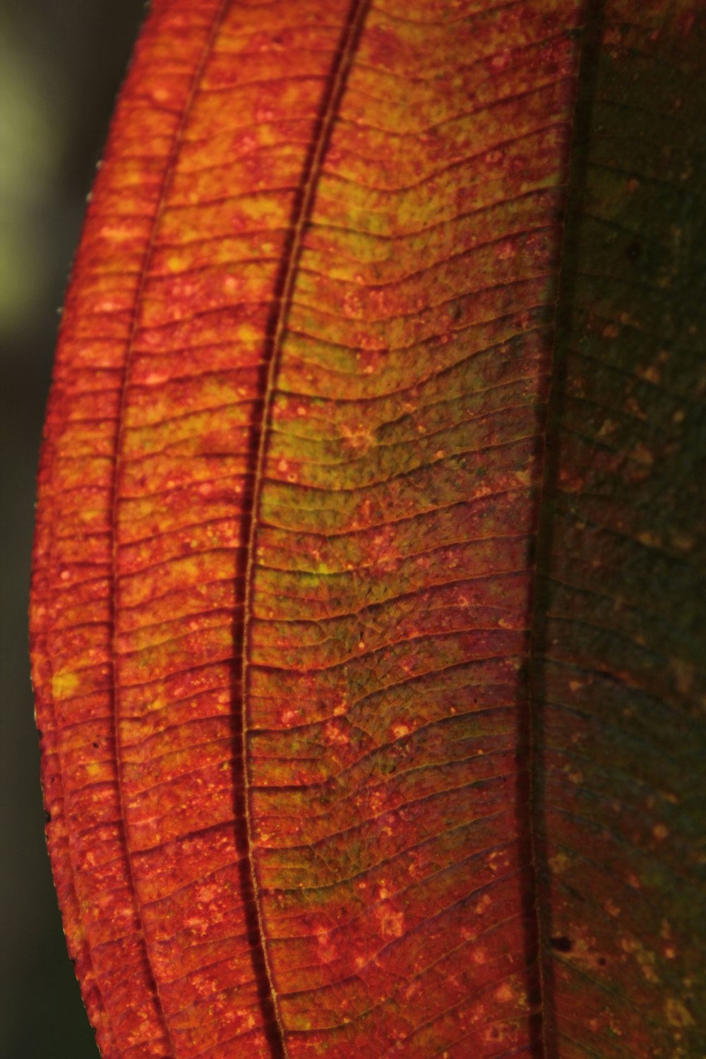 a close up of a red and yellow leaf