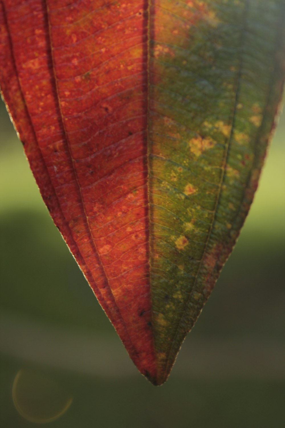 a close up of a red and green leaf