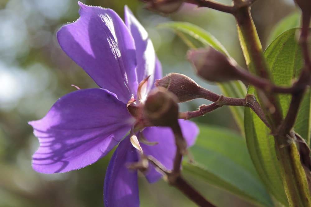 a close up of a purple flower with green leaves