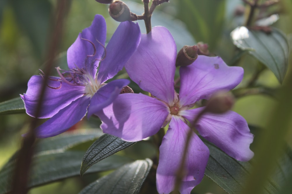 a close up of a purple flower with green leaves