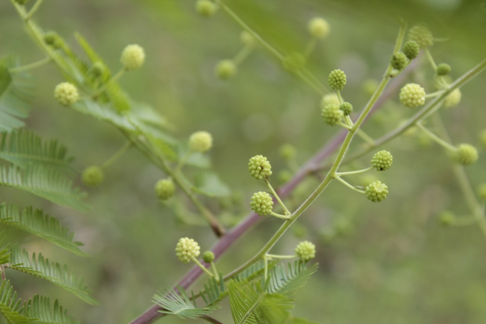 a close up of a plant with green leaves