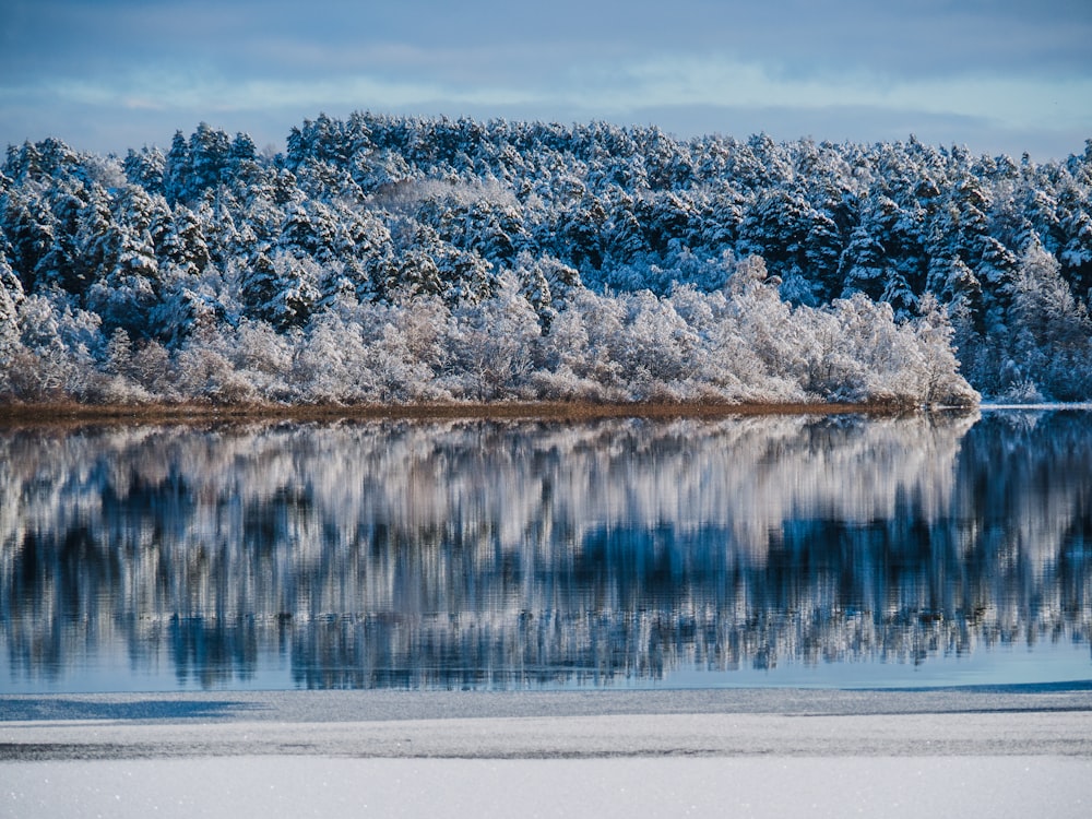 a body of water surrounded by trees covered in snow