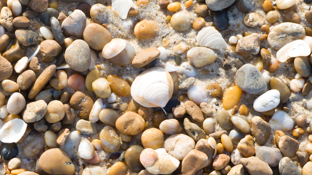 a close up of rocks and shells on a beach