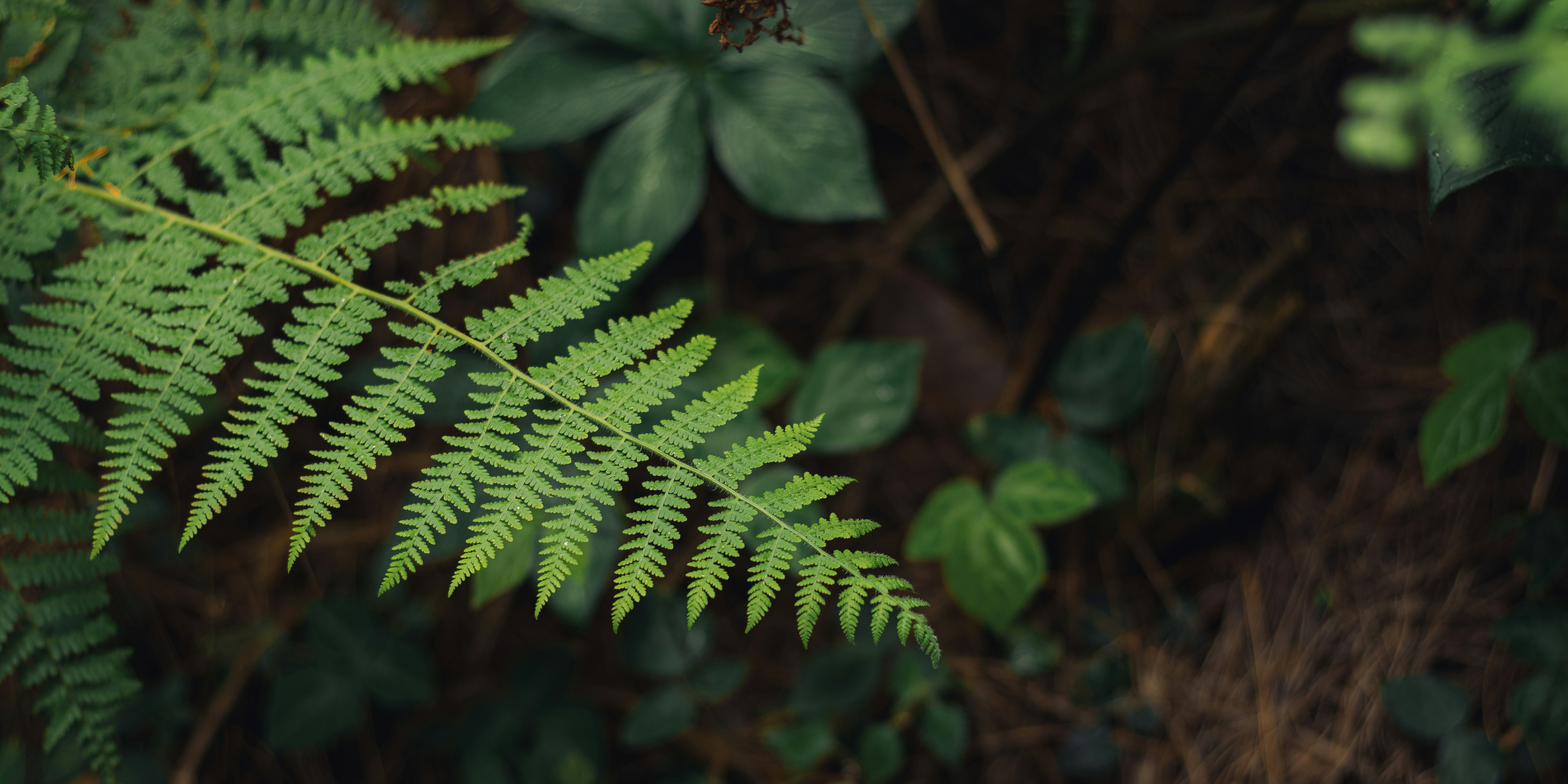 Photo by dhilipantony