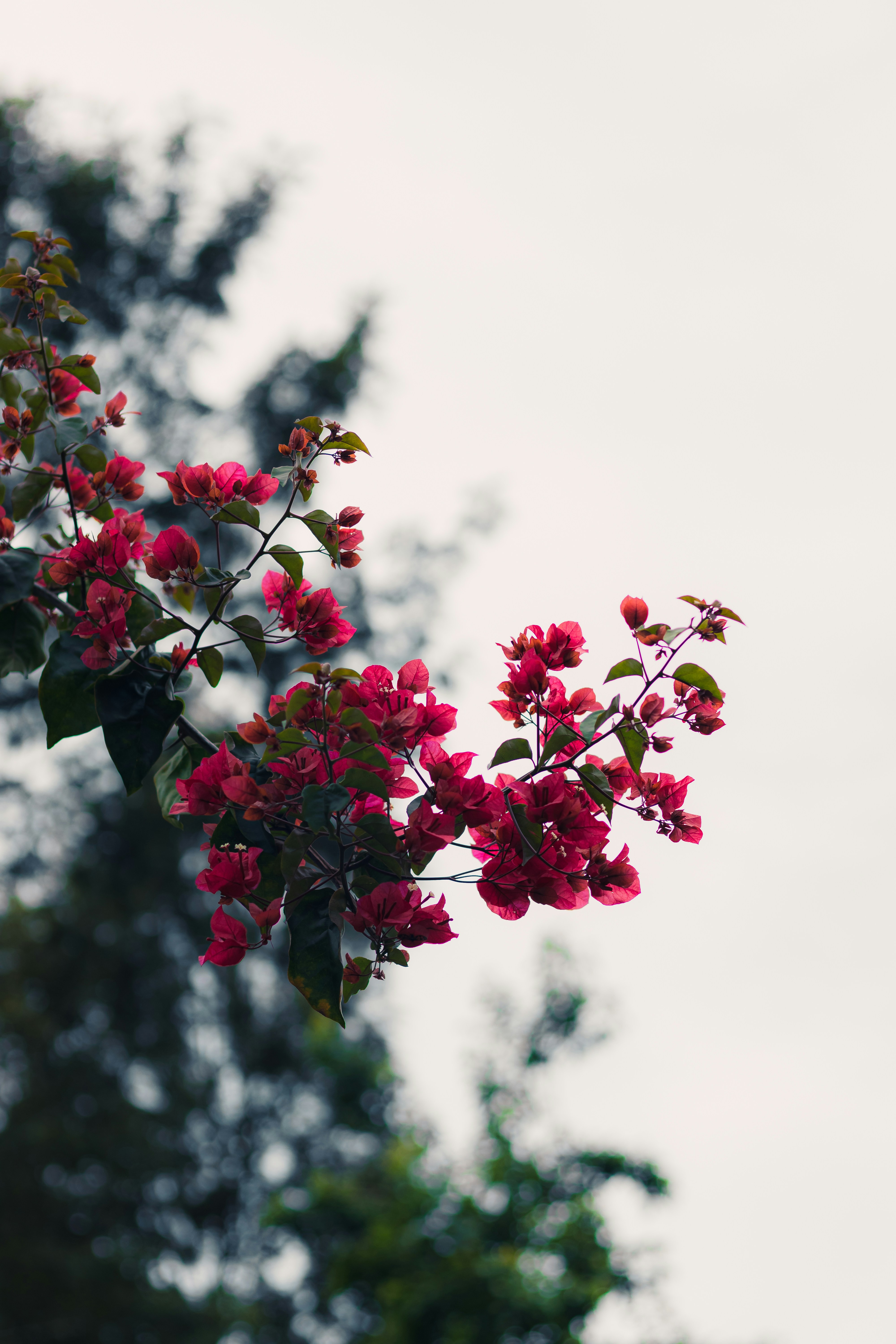 Photo by dhilipantony