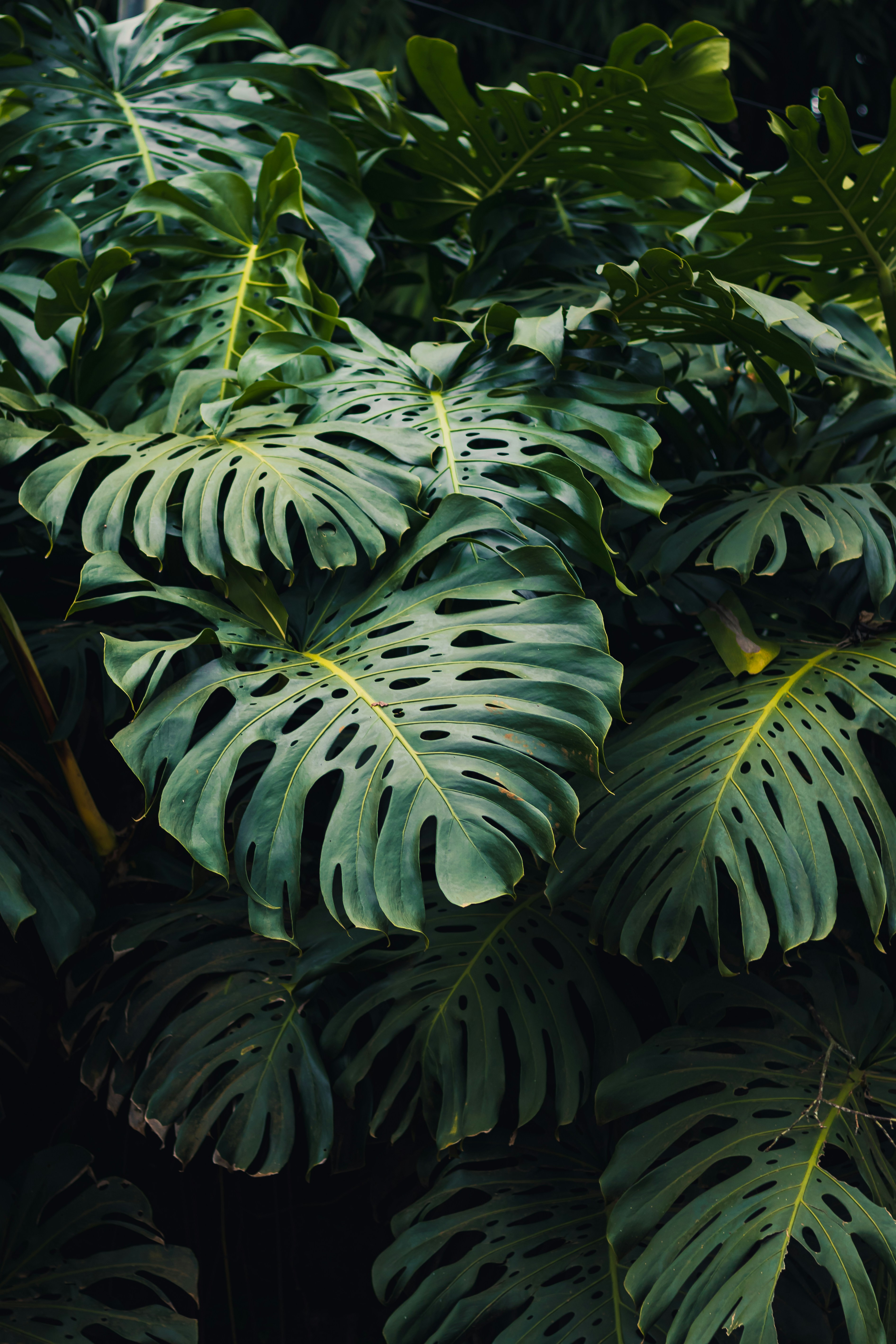 Photo by dhilipantony