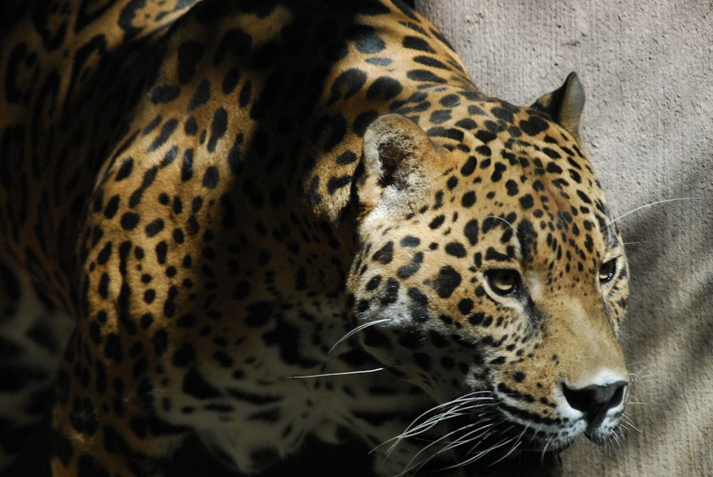 a close up of a leopard on a rock