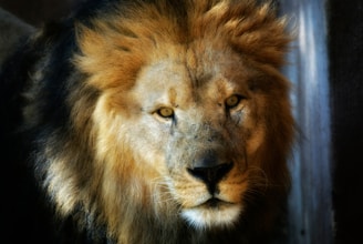 A majestic lion with a full, golden mane gazes intently. The lighting highlights the textured fur and intense expression of the lion's face against a dark background.
